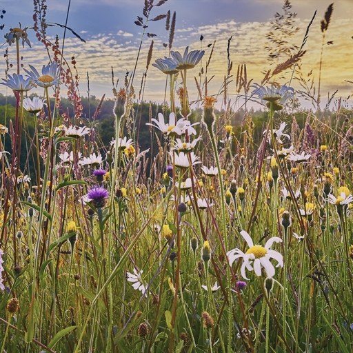 Biodiversité